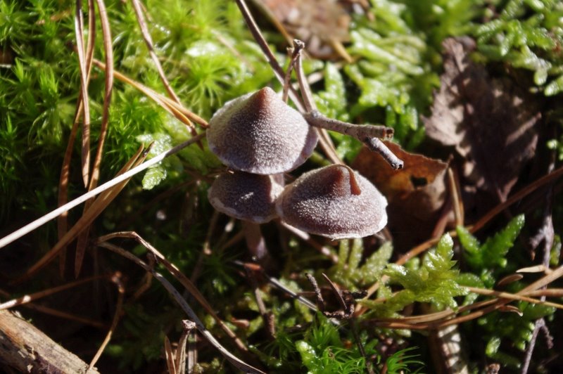 Mares au vinaigre 32